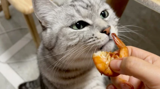 猫咪可以吃虾肉吗