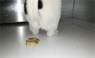 猫咪拉稀会自愈吗