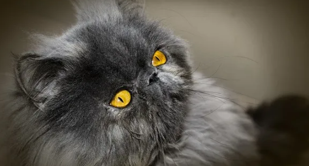 波斯猫的四大禁忌,你不注意会出大事! 波斯猫的四大禁忌,你不注意会出大事!