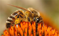 蜜蜂的花粉篮位于哪个部位