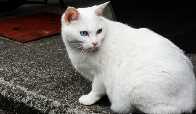 为什么都说白猫在猫圈混得最惨呢? 为什么都说白猫在猫圈混得最惨呢?