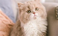 猫咪眼睛流褐色分泌物是怎么回事