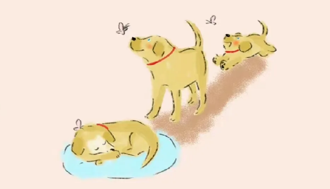 如何爱护好自己的狗狗呢？