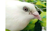 白色信鸽有哪些血统