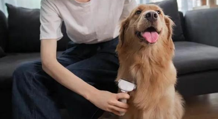 江莱宠物宠物用品好吗? 江莱宠物宠物用品好吗?