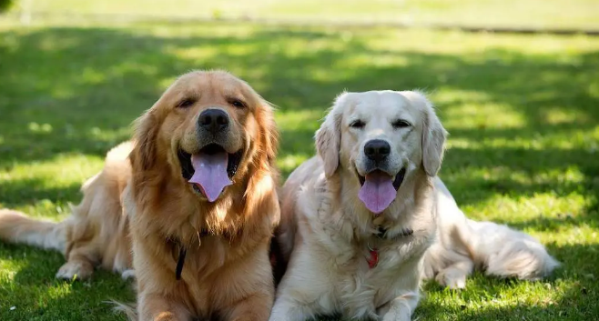 拉布拉多犬和金毛的区别是什么？