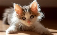 猫咪太瘦吃什么能快速胖起来