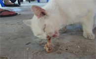 猫能吃骨头吗