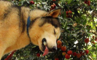 狗狗能吃荔枝肉吗