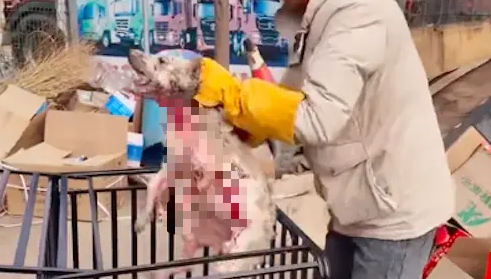 两只狗狗患病无人医治,已经病入膏肓全身是血,嚎叫声令人心碎! 两只狗狗患病无人医治,已经病入膏肓全身是血,嚎叫声令人心碎!