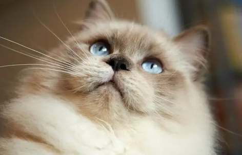 猫咪两眼泪汪汪怎么回事 猫咪两眼泪汪汪怎么回事