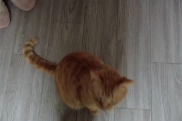 上海静安公园流浪猫被虐后,志愿者想为部分获救猫咪找个家 上海静安公园流浪猫被虐后,志愿者想为部分获救猫咪找个家
