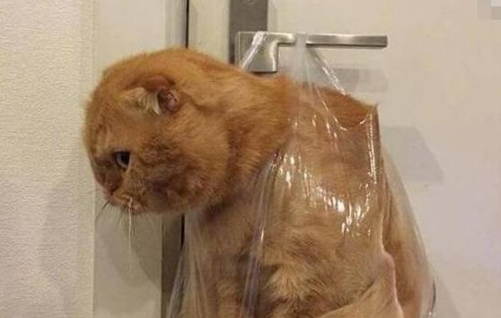 橘猫偷吃被逮着,惩罚方式让网友笑趴,橘猫:我不要面子的啊? 橘猫偷吃被逮着,惩罚方式让网友笑趴,橘猫:我不要面子的啊?