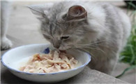 猫咪可以吃生鸡胸肉吗