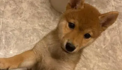 瞒着小柴犬偷吃烧烤,回家后被柴犬发现,撕心裂肺的样子笑坏网友 瞒着小柴犬偷吃烧烤,回家后被柴犬发现,撕心裂肺的样子笑坏网友