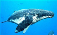 世界上最大鲸是什么鲸