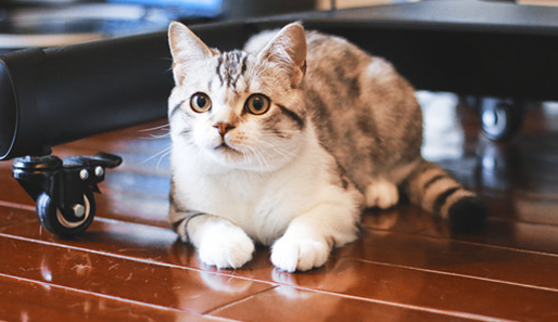 猫年龄对应人的年龄表