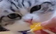猫咪可以吃橘子吗
