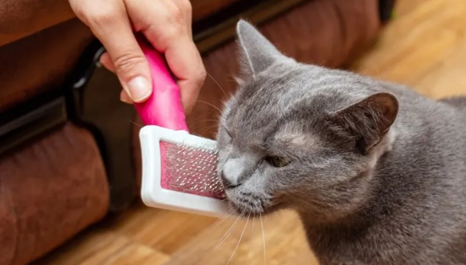 猫掉毛最好的解决办法