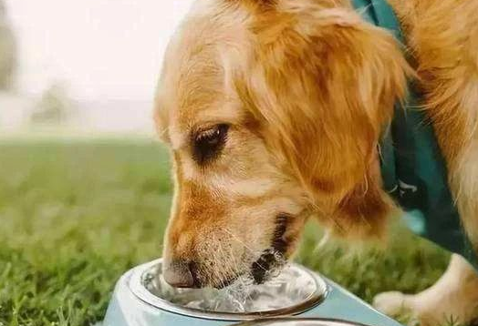 狗狗呕吐喝红糖水有用吗