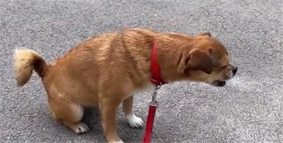 狗狗吐黄水吃啥药最快最有效