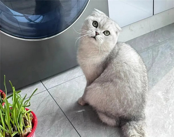 苏格兰折耳猫——优雅与趣味的完美结合 苏格兰折耳猫——优雅与趣味的完美结合