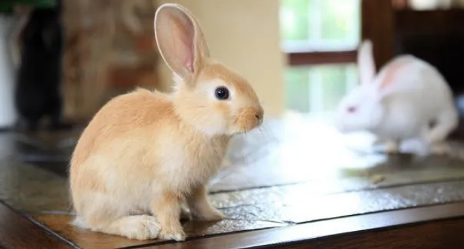 兔子对你不满？这10种表现说明它可能讨厌你！
