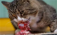 猫能吃猪肉吗