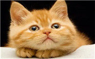 猫咪能吃什么