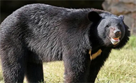中国黑熊有多少只