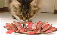猫能吃牛肉吗