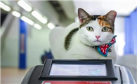 猫咪可以上地铁吗