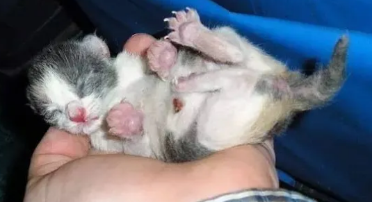 小奶猫的喂养方法和注意事项
