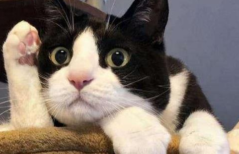 猫呕吐不吃饭能自愈吗 猫呕吐不吃饭能自愈吗