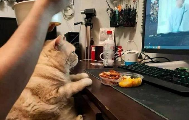 网友边看剧边吃大餐,橘猫为了减肥忍住不吃,一旁狗狗两眼发光 网友边看剧边吃大餐,橘猫为了减肥忍住不吃,一旁狗狗两眼发光