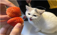 猫咪能吃草莓吗