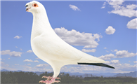 白信鸽都有什么血统