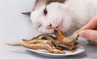 猫咪零食小鱼干淡水无盐