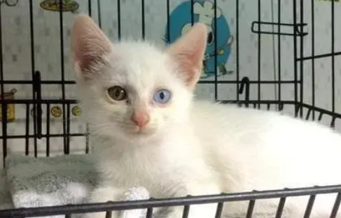 收养了一只流浪猫，一年后变异瞳猫，网友：捡到宝了