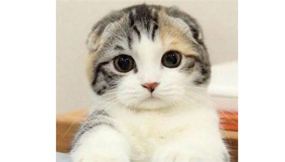 脾气最好最粘人的猫咪品种? 脾气最好最粘人的猫咪品种?