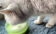 猫能喝羊奶吗
