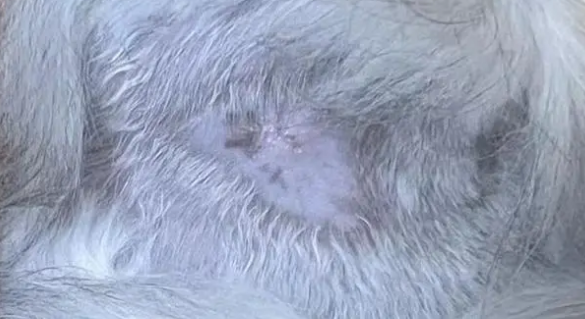 猫皮癣的症状图片 猫皮癣的症状图片
