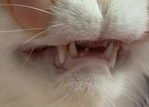 猫前面的牙尖尖没了