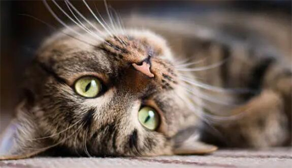 猫咪种类之狸花猫,你了解多少? 猫咪种类之狸花猫,你了解多少?