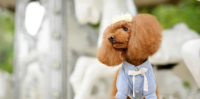 贵宾和泰迪哪个贵一点?贵宾犬与泰迪犬的价格差异