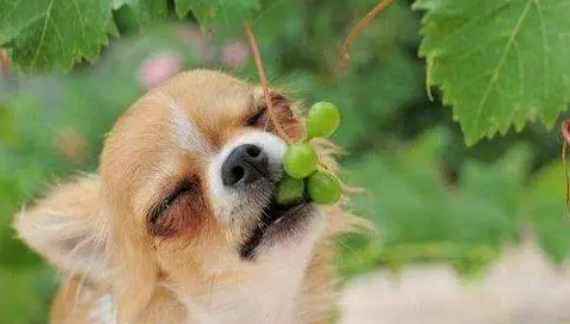 狗狗可以吃葡萄吗
