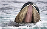 鲸的嘴巴有多大