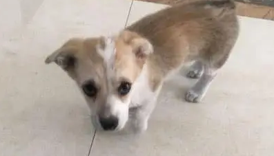 网购一只柯基犬，到家后女孩对着狗狗发怵