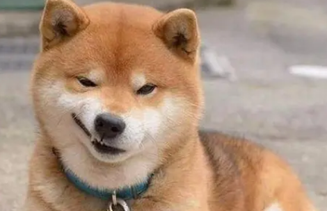 抑郁症的救赎:爱微笑的柴犬带来的心灵疗愈 抑郁症的救赎:爱微笑的柴犬带来的心灵疗愈