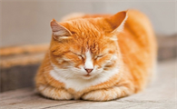 猫咪能吃香蕉吗